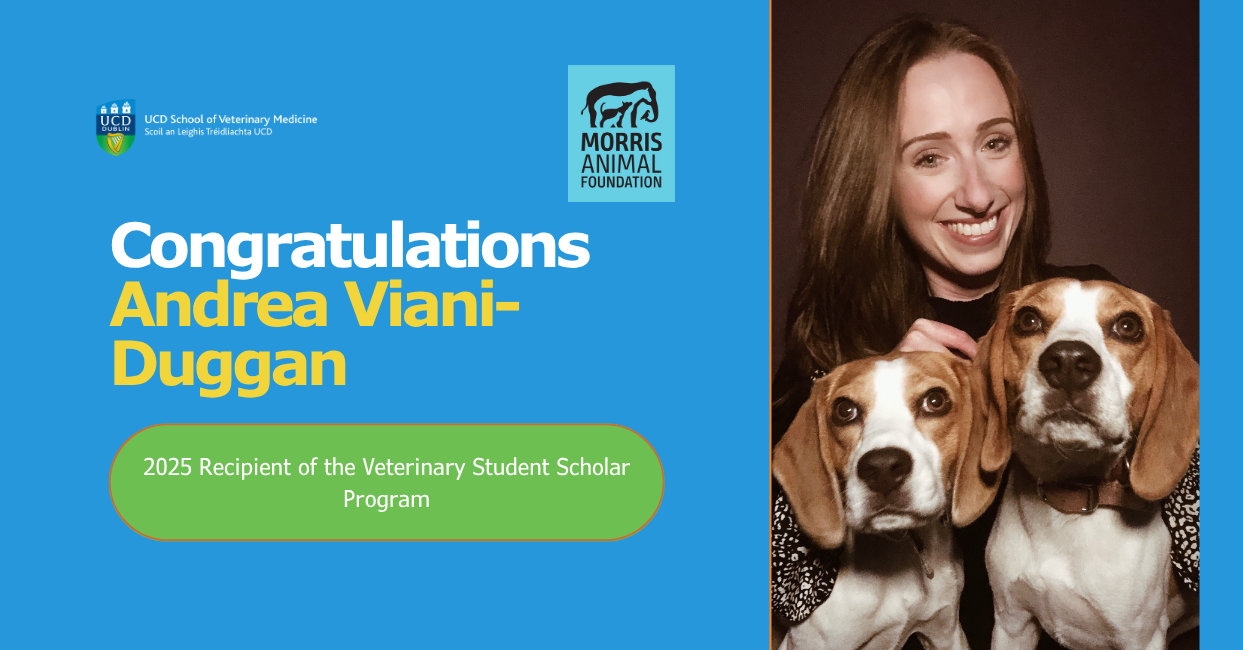 Andrea Viani-Duggan smiles while holding two beagles, celebrating her recognition as a 2025 recipient of the Morris Animal Foundation Veterinary Student Scholar Program. The image features the UCD School of Veterinary Medicine and Morris Animal Foundation logos, with the text: “Congratulations Andrea Viani-Duggan – 2025 Recipient of the Veterinary Student Scholar Program.”